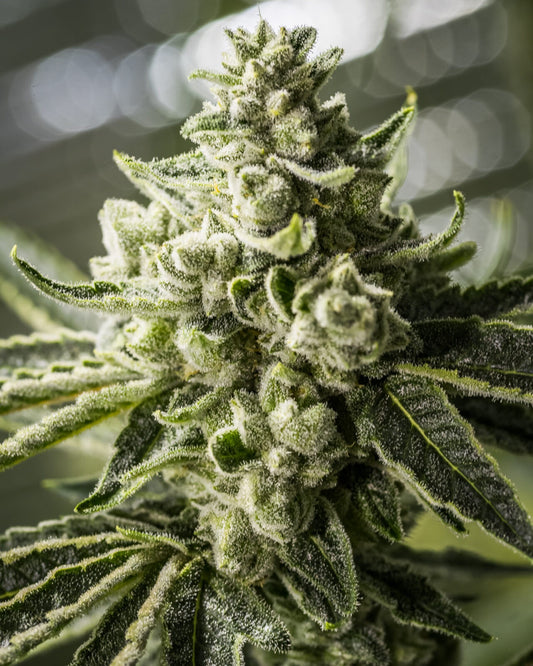 Grimm Glue (Brothers Grimm Seeds) feminisiert
