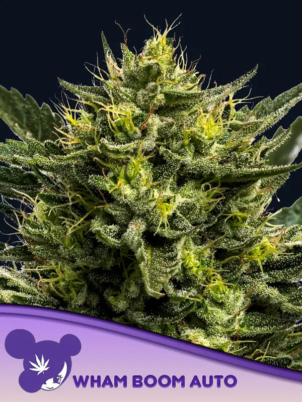 Wham Boom Auto (Anesia Seeds)