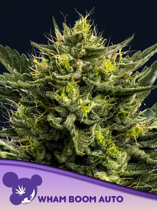 Wham Boom Auto (Anesia Seeds)
