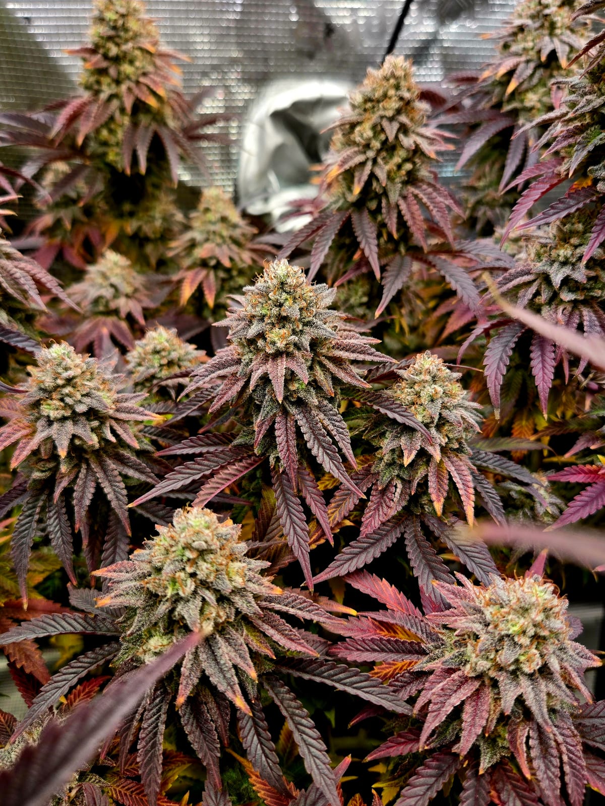 Psy Op R1 Ethos Genetics Kurz vor ernte Kaufen Erfahrung Mischseeds