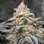 White Wedding RBX (Ethos Genetics) feminized