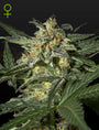White Widow Auto (Greenhouse Seed Co.)