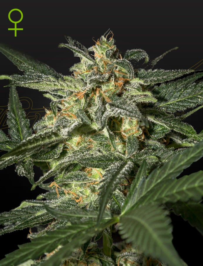 White Widow Auto Cannabis Samen