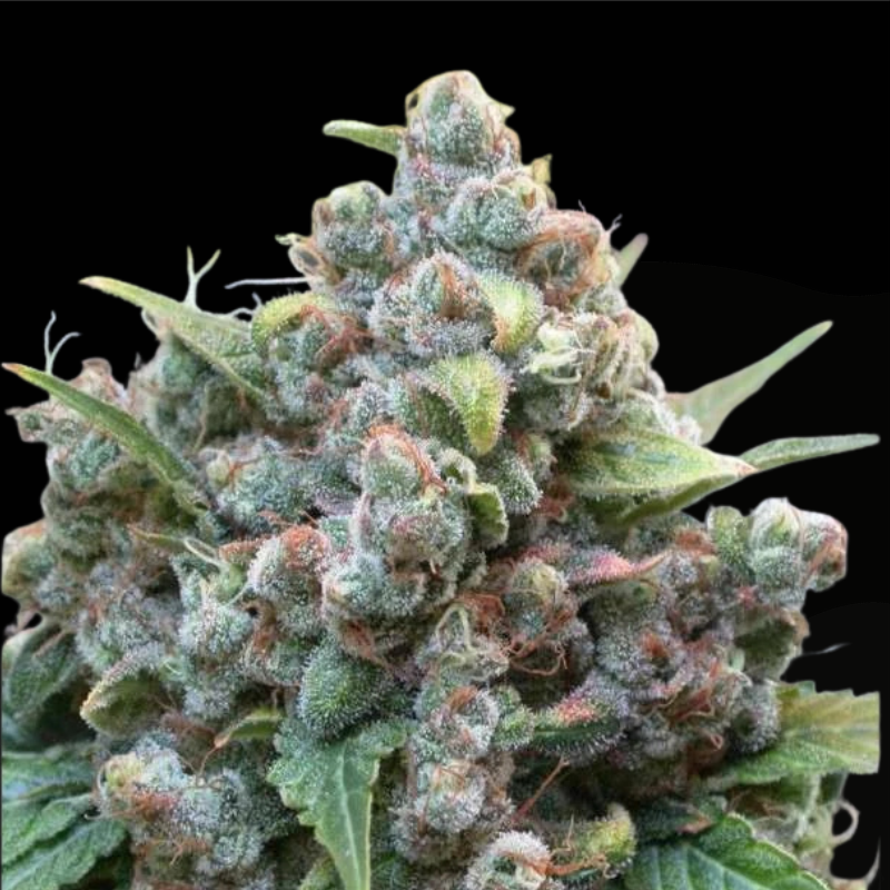 White Widow F1 (Dutch Passion) feminisiert