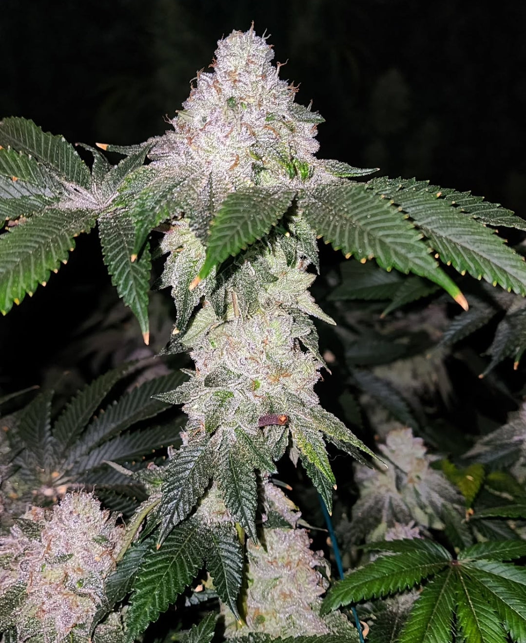 Wrank S1 (Ethos Genetics) feminisiert