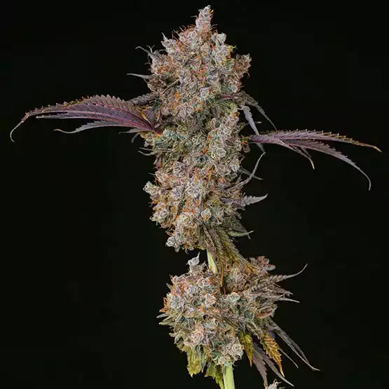 XXX (Ethos Genetics) feminisiert