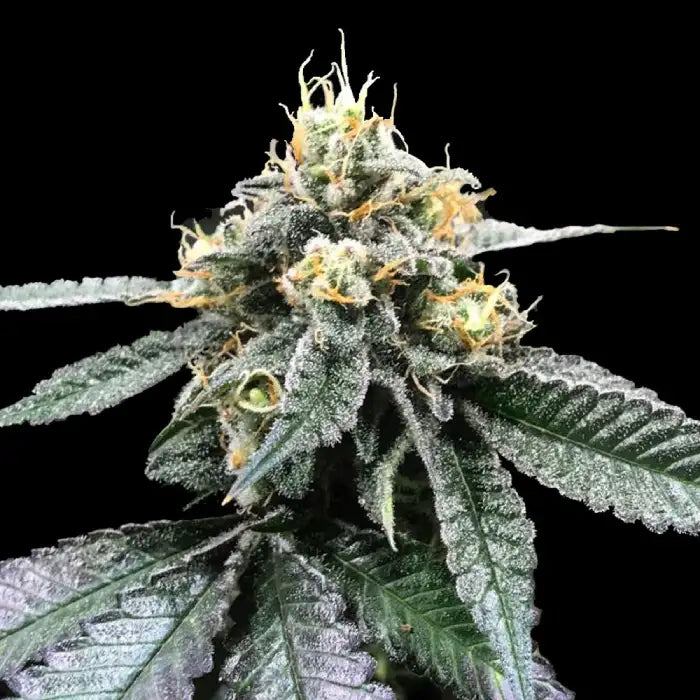You-Whoo (DNA Genetics) feminisiert Cannabis Samen von DNA Genetics