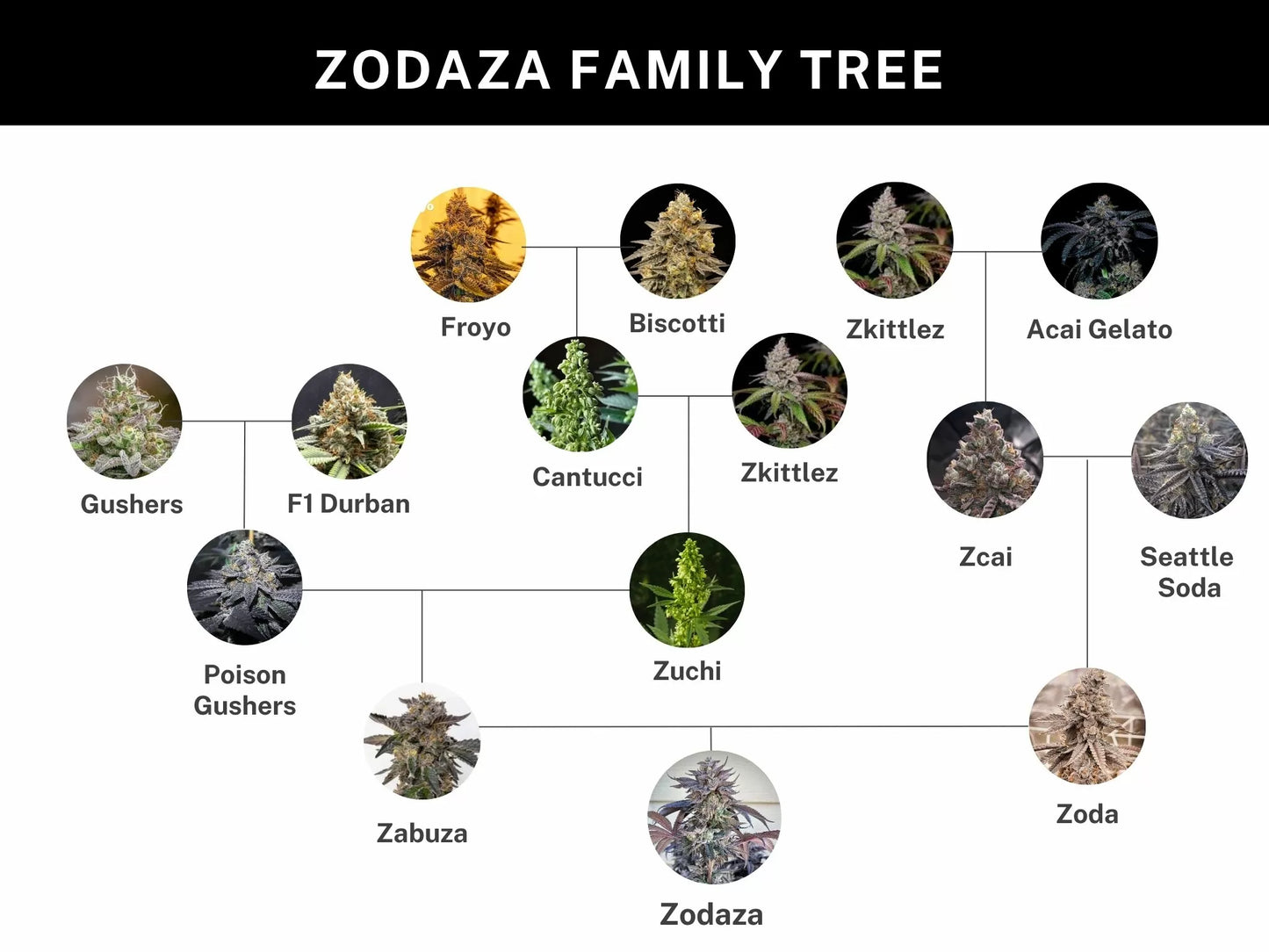 Zodaza (Umami Seeds) feminisiert