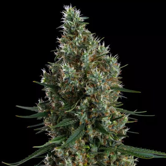 Zweet Inzanity RBX (Ethos Genetics) feminisiert
