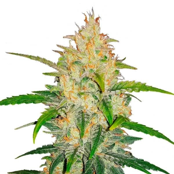 Zkittlez Auto (FastBuds) Cannabis Samen von FastBuds