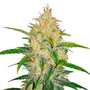 Zkittlez Auto (FastBuds)