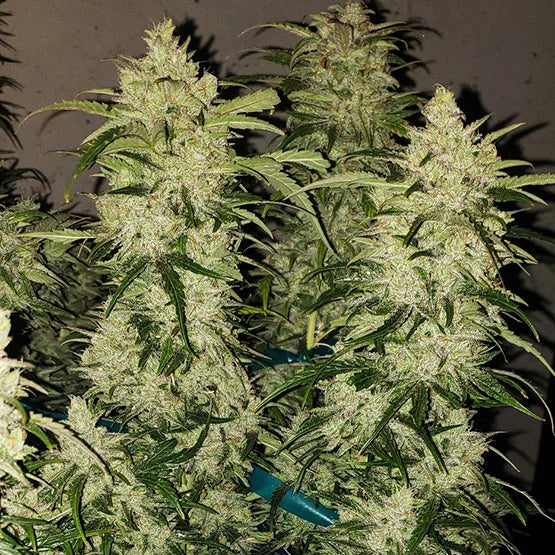 Zweet Auto RBX2 (Ethos Genetics)