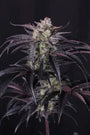 Strawberry Gorilla RF3 Auto (FastBuds)