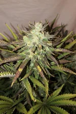 OG Kush Auto (FastBuds) Cannabis Samen von FastBuds