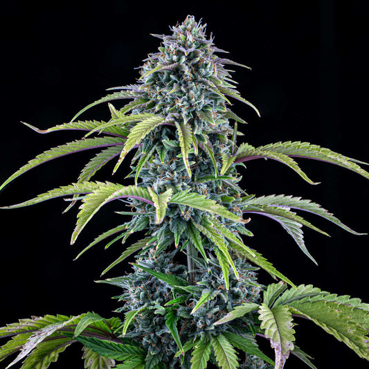 24 Carat Auto (Mephisto Genetics)