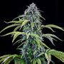 24 Carat Auto (Mephisto Genetics)