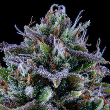 24 Carat Auto (Mephisto Genetics) Cannabis Samen von Mephisto Genetics