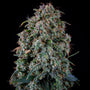 Alien vs Triangle Auto (Mephisto Genetics)