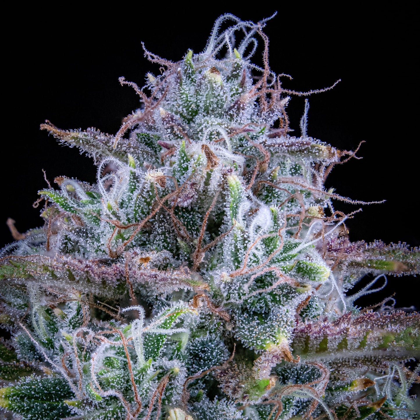 Chemdogging Auto (Mephisto Genetics) Cannabis Samen von Mephisto Genetics
