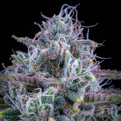 Chemdogging Auto (Mephisto Genetics) Cannabis Samen von Mephisto Genetics