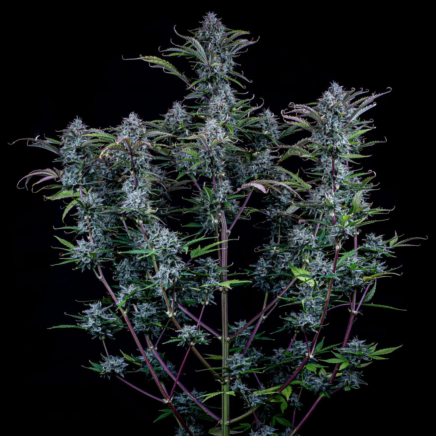 Chemdogging Auto (Mephisto Genetics) Cannabis Samen von Mephisto Genetics