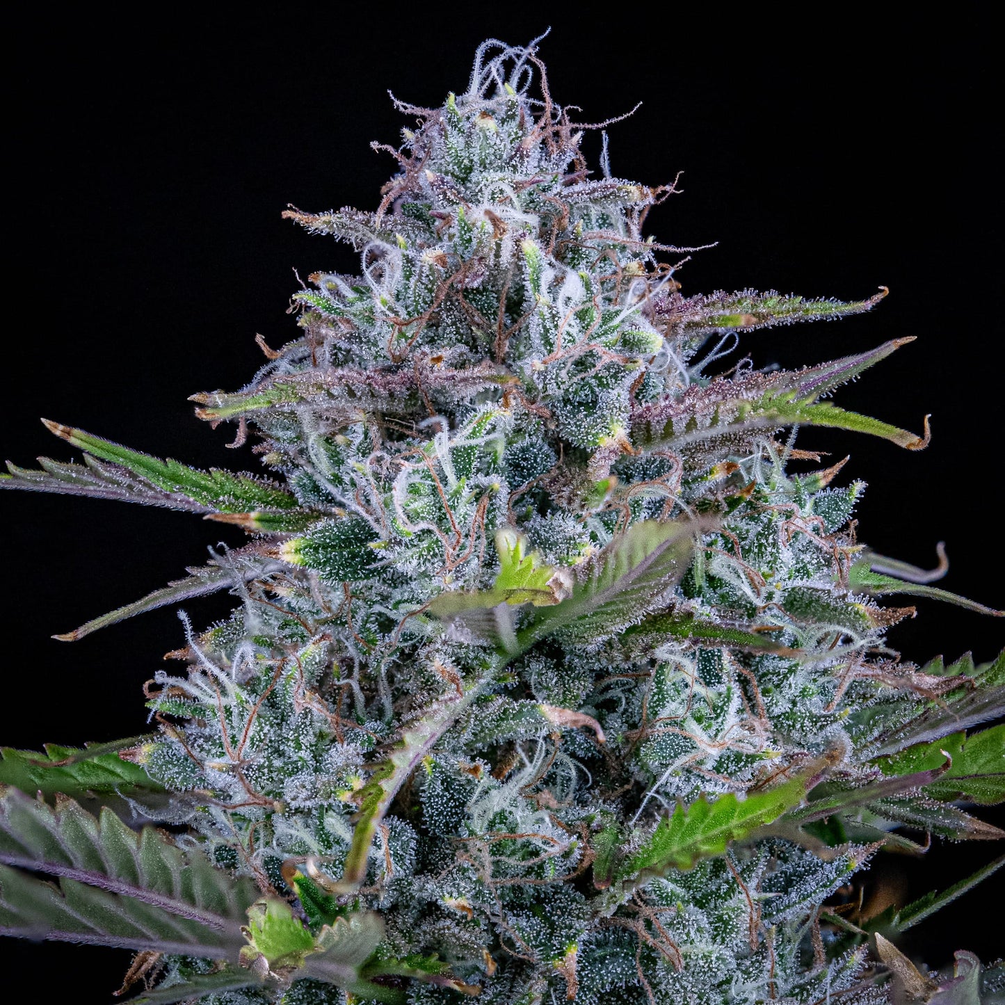 Chemdogging Auto (Mephisto Genetics) Cannabis Samen von Mephisto Genetics