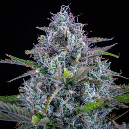 Chemdogging Auto (Mephisto Genetics) Cannabis Samen von Mephisto Genetics