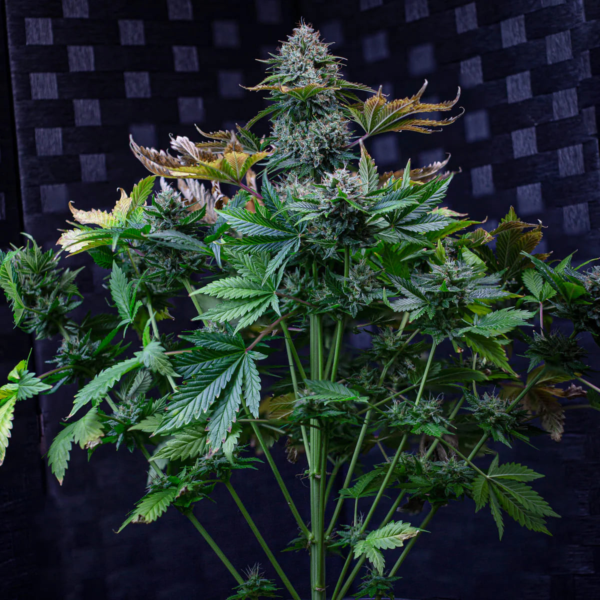 Creme de la Chem Auto (Mephisto Genetics)