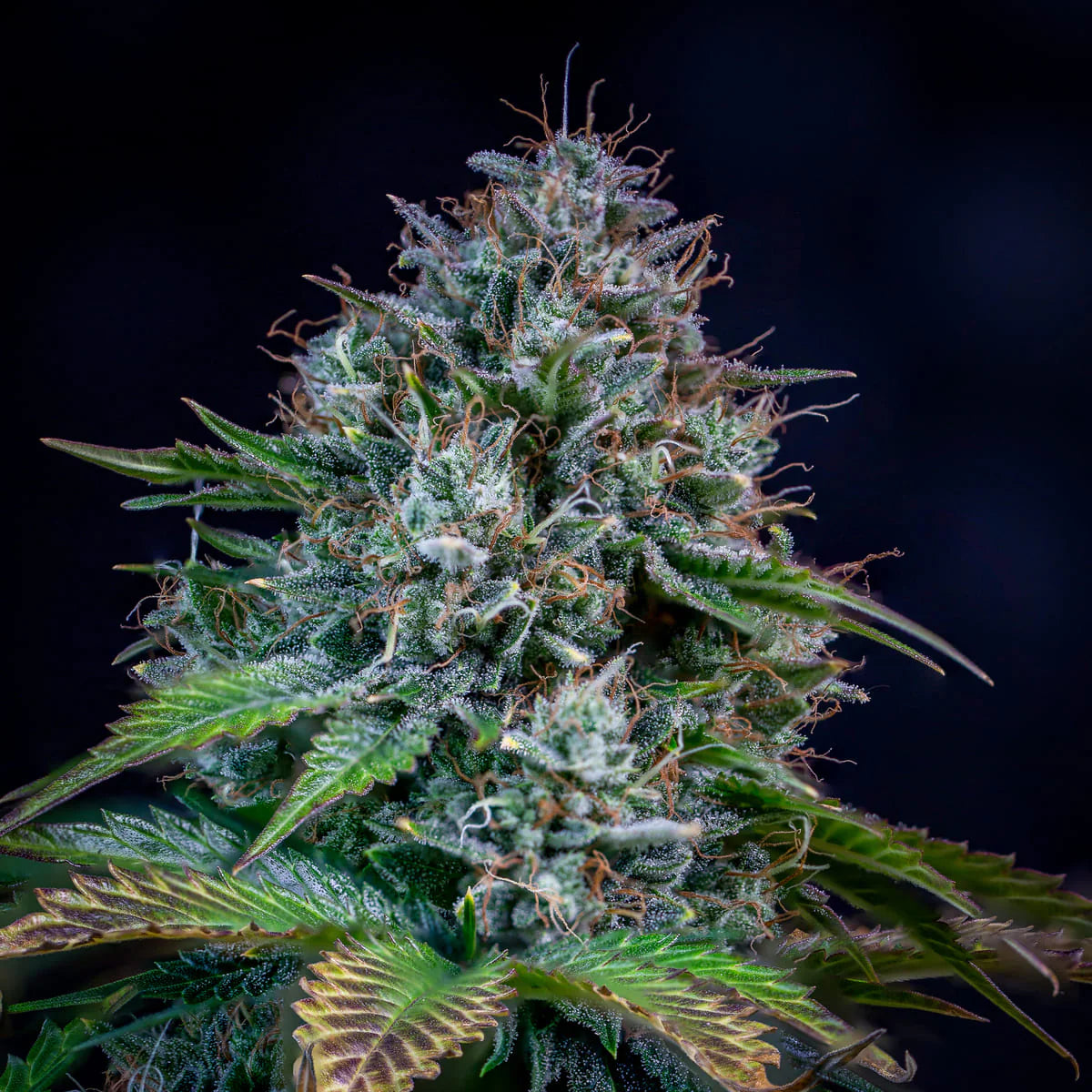 Creme de la Chem Auto (Mephisto Genetics)