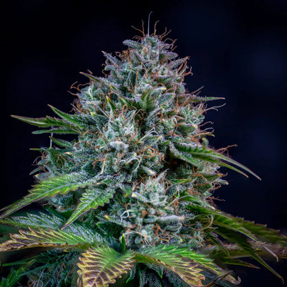 Creme de la Chem Auto (Mephisto Genetics)