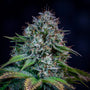 Creme de la Chem Auto (Mephisto Genetics)