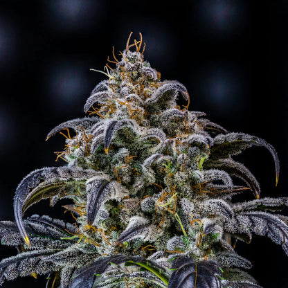 Double Grape Auto (Mephisto Genetics)