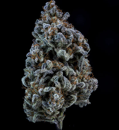 Double Grape Auto (Mephisto Genetics)