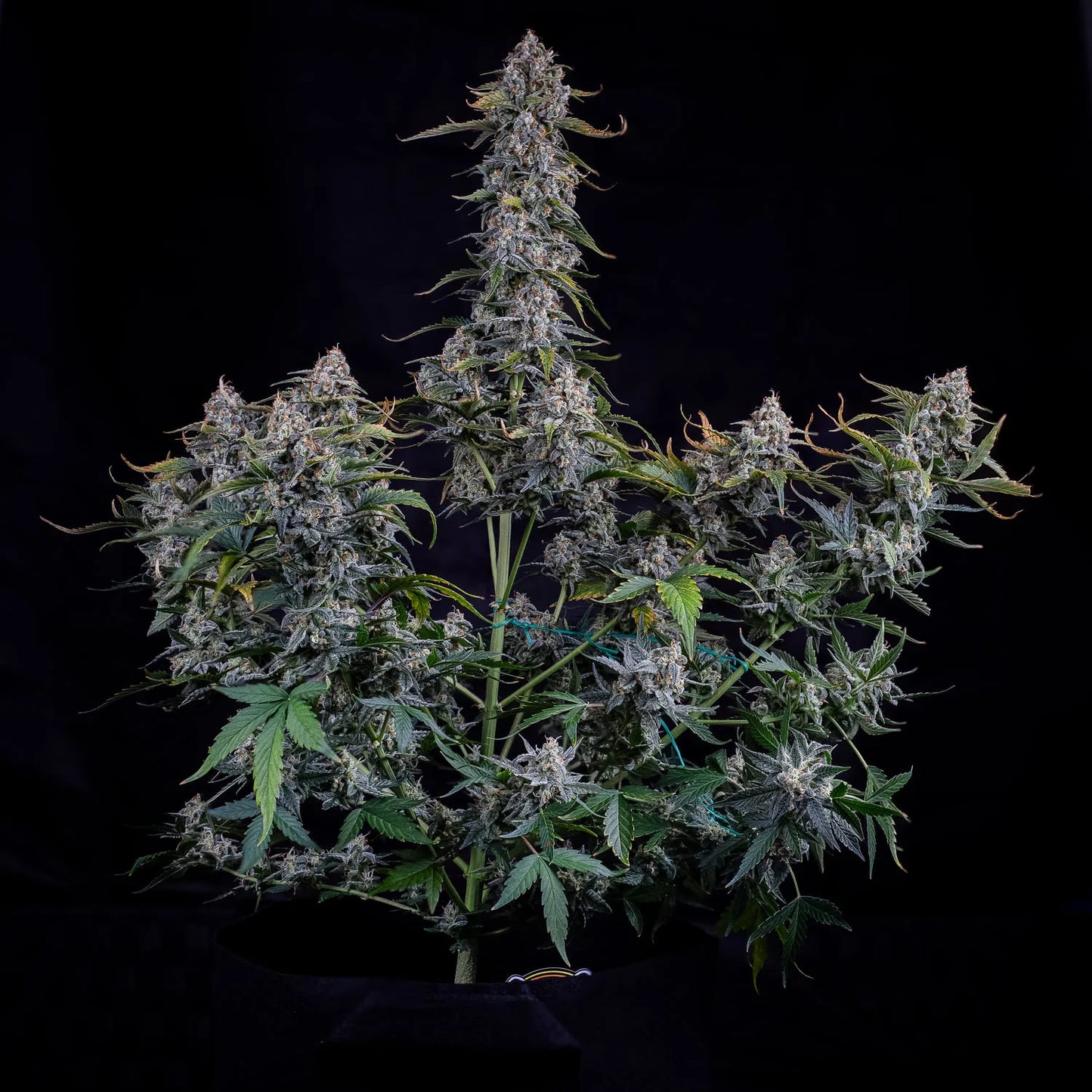 Forum Stomper Auto (Mephisto Genetics)