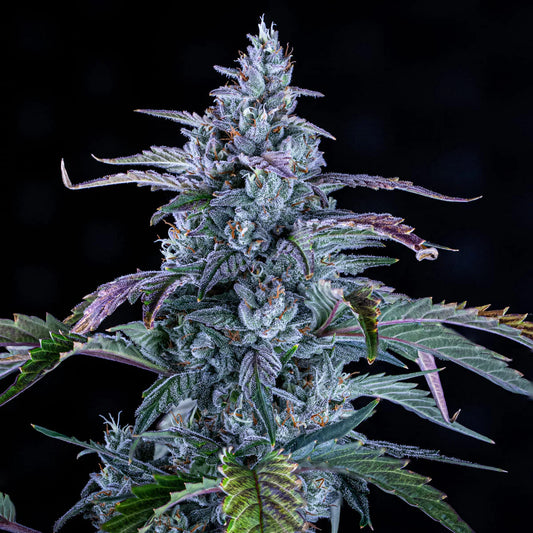 Fugue State Auto (Mephisto Genetics)
