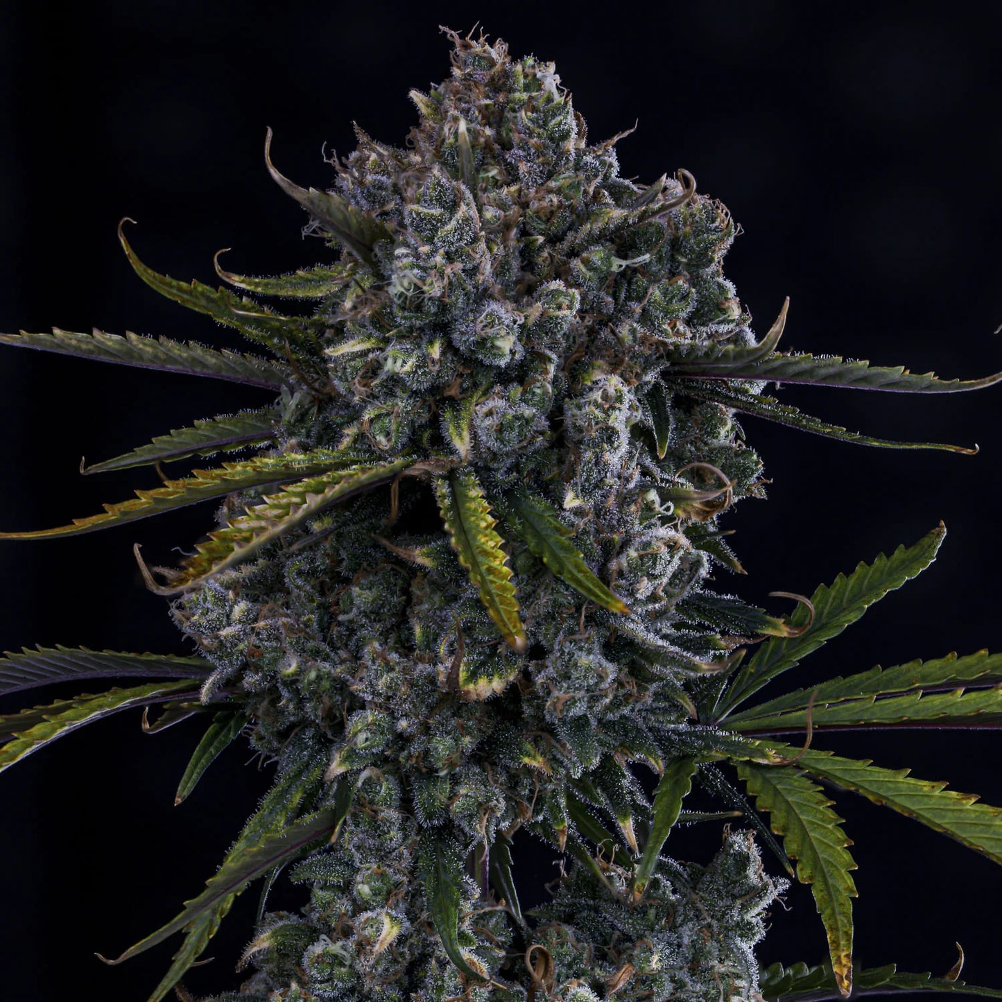 Hubbabubbahaze Auto (Mephisto Genetics)