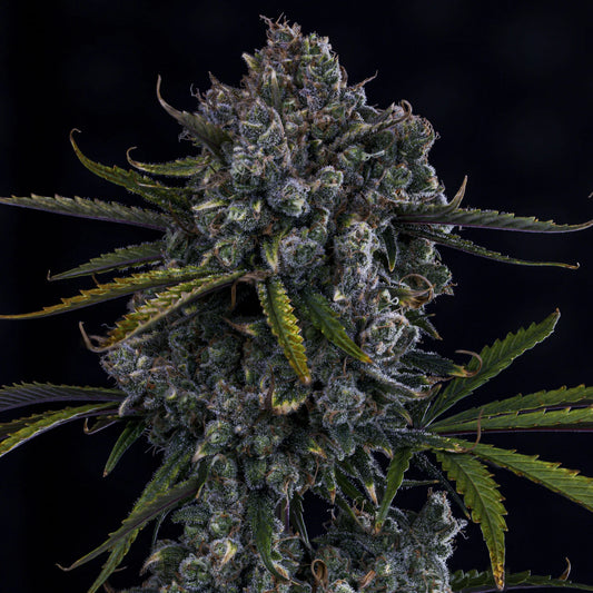 Hubbabubbahaze Auto (Mephisto Genetics)