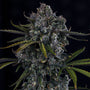 Hubbabubbahaze Auto (Mephisto Genetics)