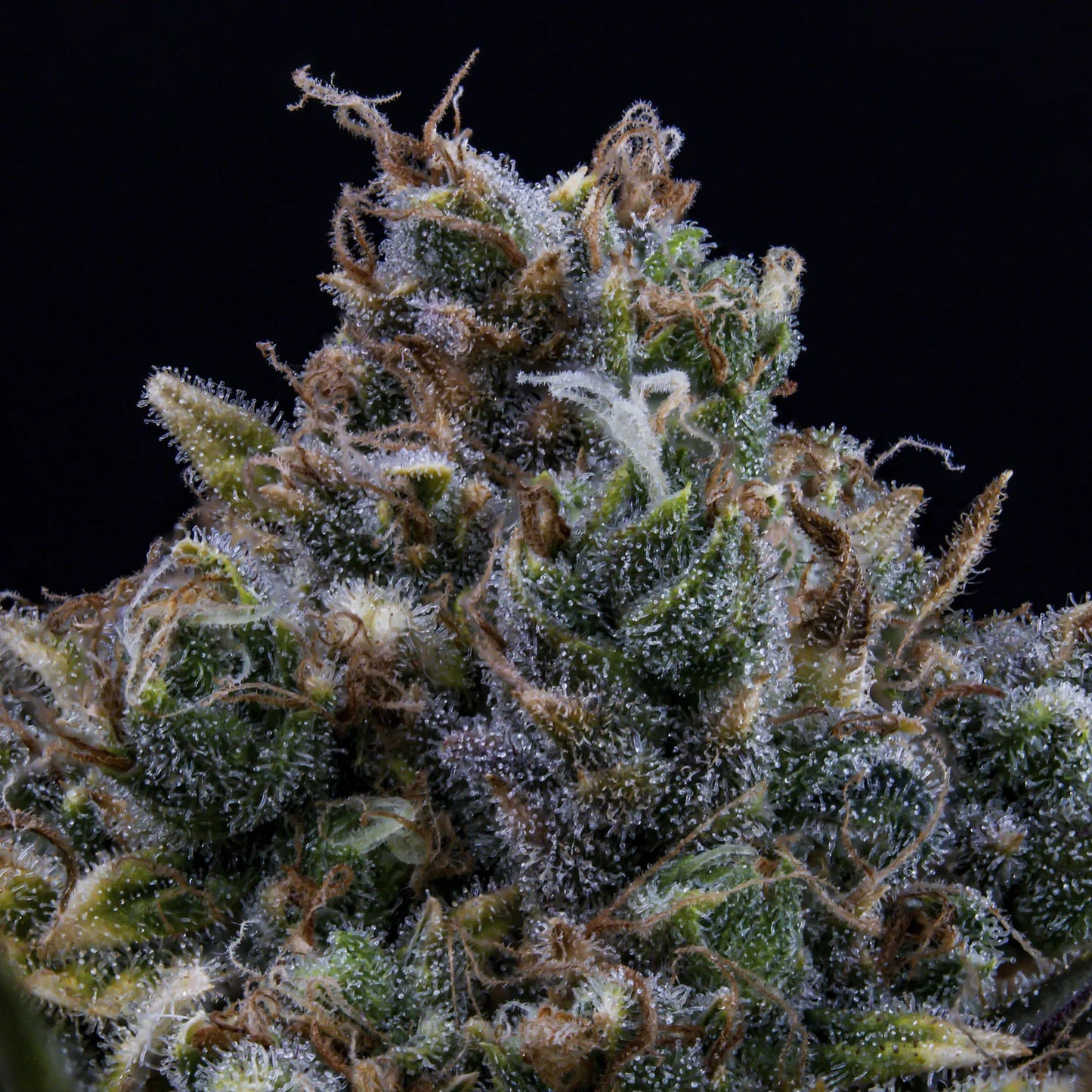 Hubbabubbahaze Auto (Mephisto Genetics)