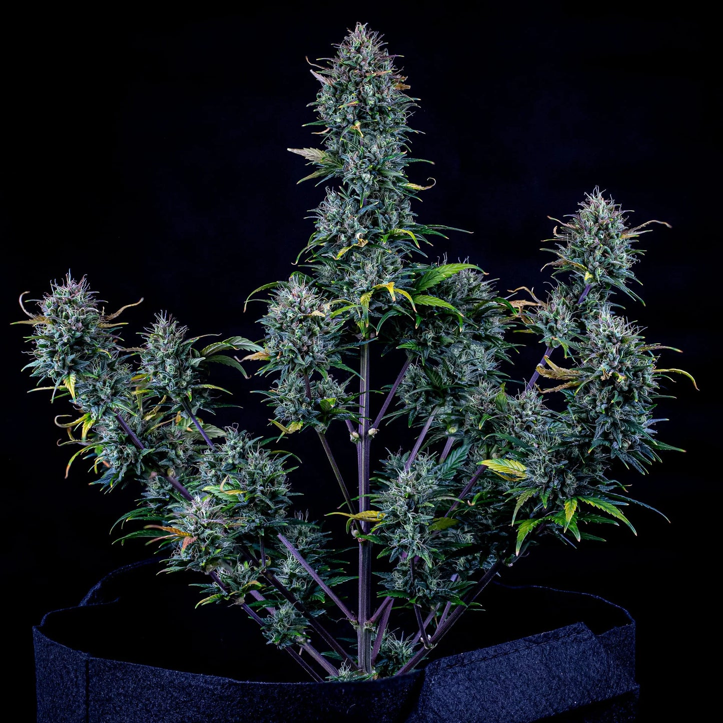 Livers BX1 Auto (Mephisto Genetics)