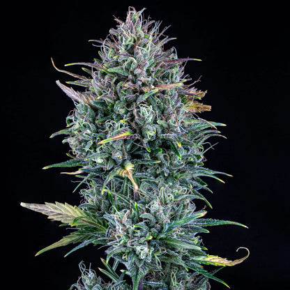 Livers BX1 Auto (Mephisto Genetics)