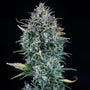 Livers BX1 Auto (Mephisto Genetics)