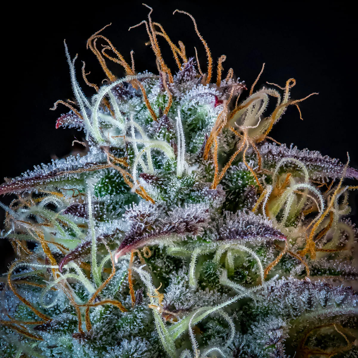 Mephistos Wedding Auto (Mephisto Genetics)