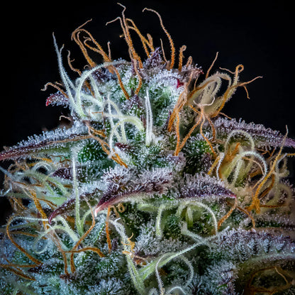 Mephistos Wedding Auto (Mephisto Genetics)