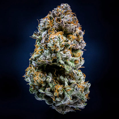 Mephistos Wedding Auto (Mephisto Genetics)