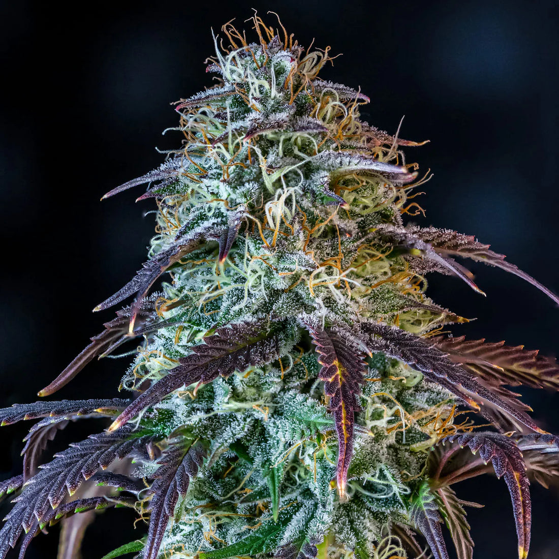 Mephisto Genetics - Mephisto's Wedding Auto
