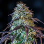 Mephisto's Wedding Auto (Mephisto Genetics)