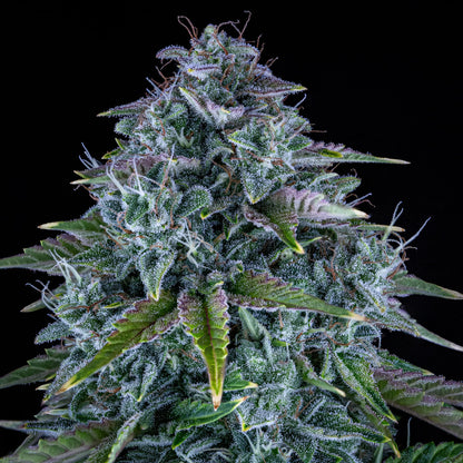 Orange Diesel Auto (Mephisto Genetics)