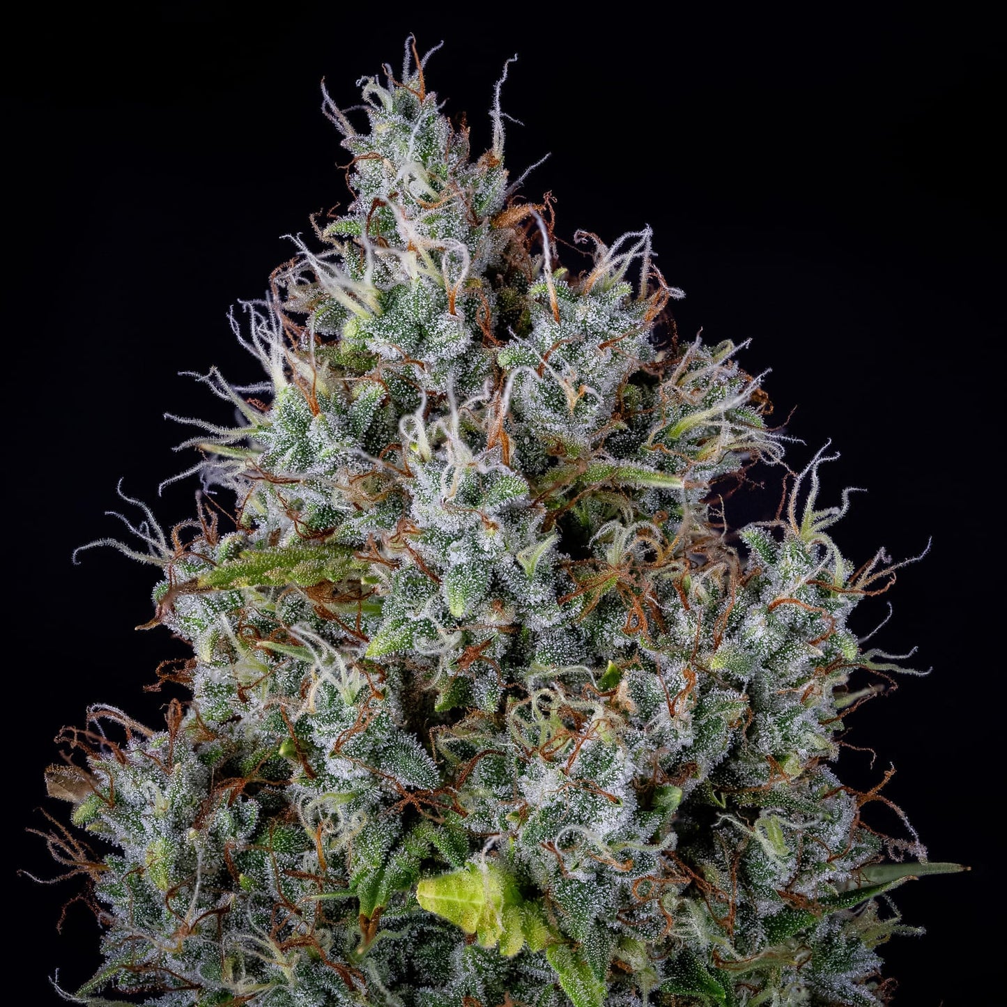 Pink Panama Auto (Mephisto Genetics)