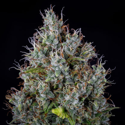 Pink Panama Auto (Mephisto Genetics)